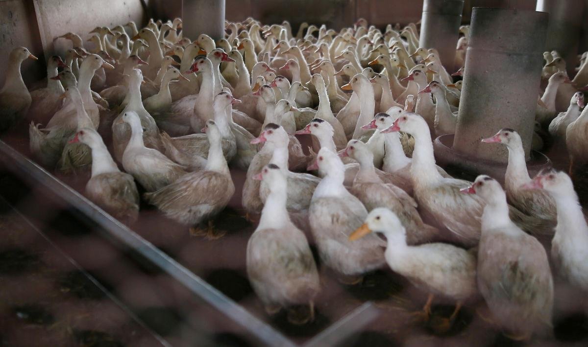 Grippe aviaire : le risque relevé de « modéré » à « élevé » en France dès mercredi
