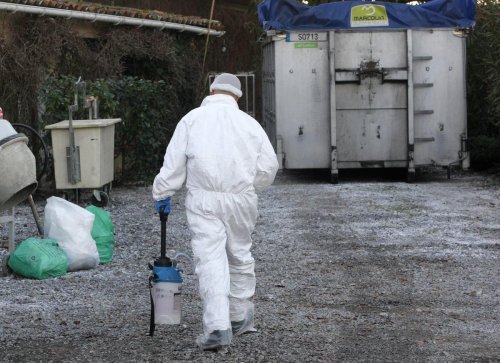 Grippe aviaire en Dordogne : l’épizootie marque le pas