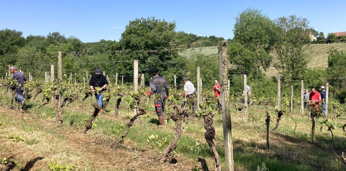 Crouseilles : la solidarité en action après un orage de grêle qui a dévasté 300 hectares de vignes
