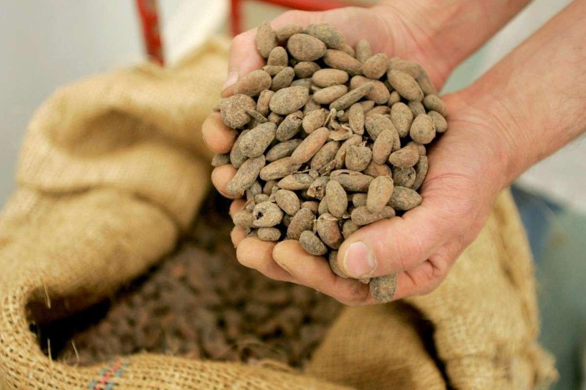 Bordeaux : le négociant en cacao Touton en passe d’être racheté par l’américain Hartree Partners