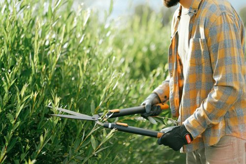 Jardinage : est-il vraiment interdit de tailler sa haie entre le 16 mars et le 15 août ?