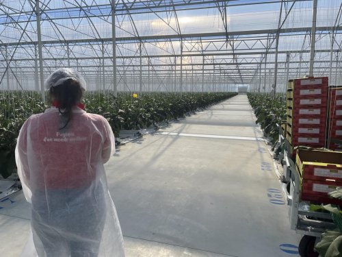 Lot-et-Garonne : tomates et aubergines désormais cultivées dans des « serres gonflables » à la pointe de la technologie