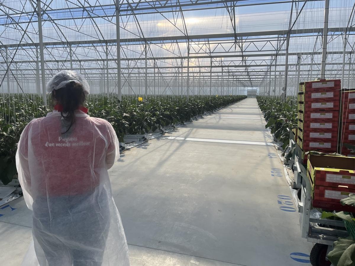 Lot-et-Garonne : tomates et aubergines désormais cultivées dans des « serres gonflables » à la pointe de la technologie