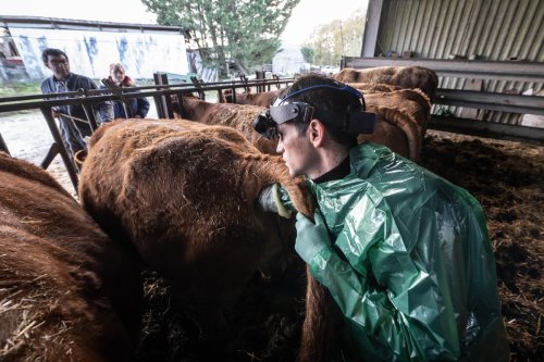« On arrive au bout du bout » : la pénurie de vétérinaires dans les campagnes fait craindre pour l’avenir