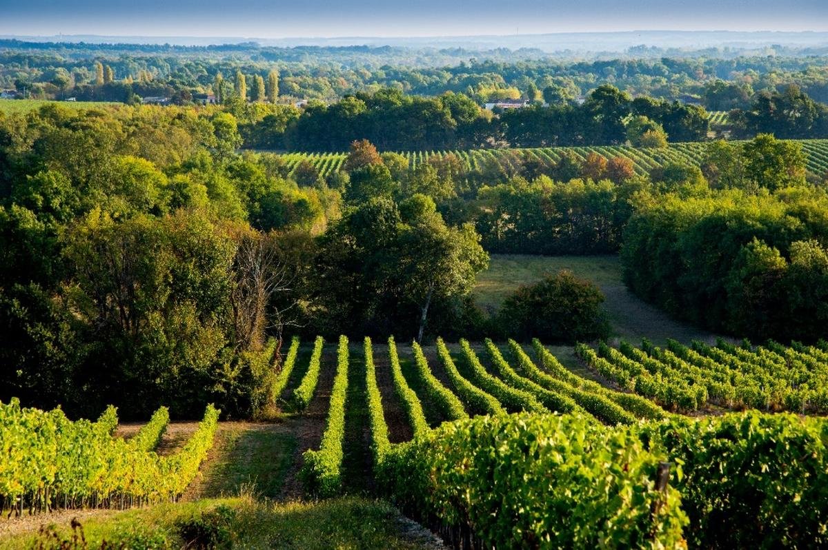 Trophées Cognac vignoble engagé 2025 : découvrez les 23 finalistes