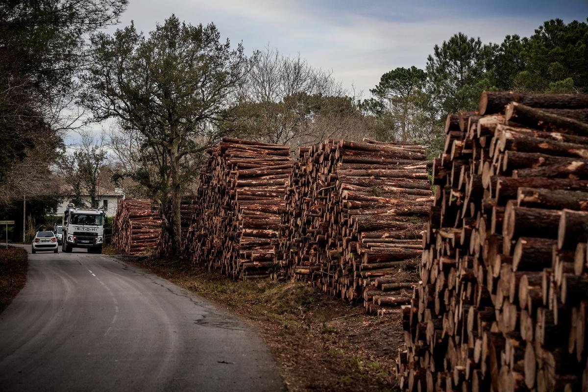 Nématode du pin : la course contre la montre s’amplifie