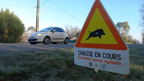 Sud-Gironde : les accidents de la route se multiplient à cause des sangliers