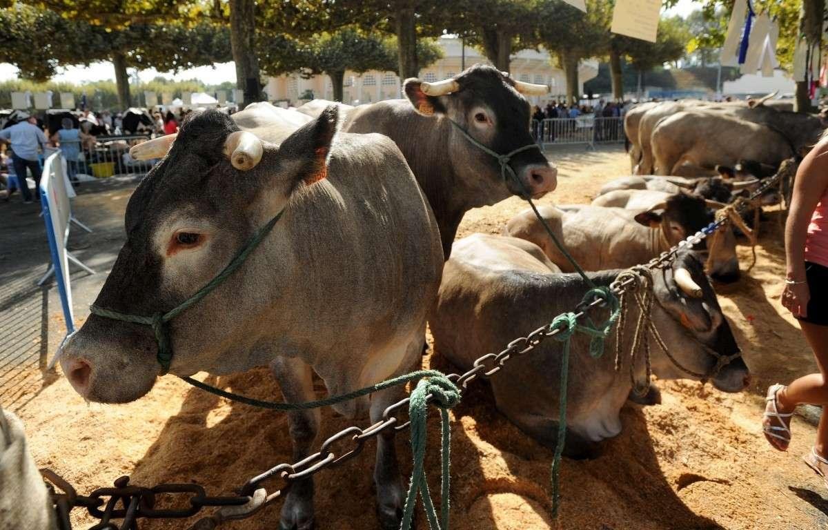 Landes : le meilleur de l’élevage se donne rendez-vous à Villeneuve-de-Marsan en septembre