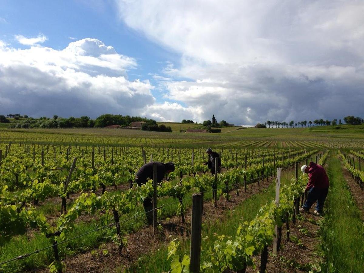 Viticulture en Blayais : « AgriMer est censé défendre l’agriculture mais dépense l’argent du contribuable dans des procédures judiciaires »