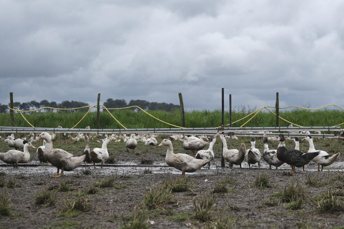 Grippe aviaire : des mesures prises dans 291 communes des Landes