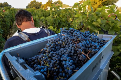 Crise viticole : les parlementaires de la majorité défileront avec les vignerons pour la mobilisation du 6 décembre à Bordeaux