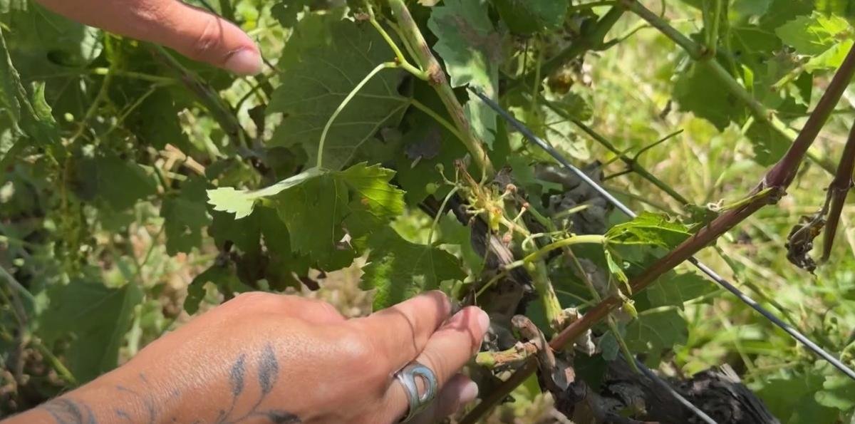Orages en Gironde : « on ne peut que constater les dégâts » les viticulteurs de l’Entre-deux-Mers dévastés par la grêle