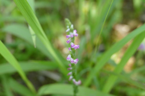 Une nouvelle espèce d’orchidée, ressemblant à du verre, découverte au Japon