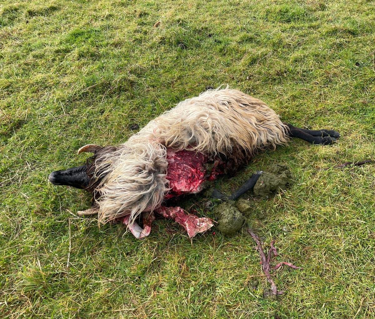 Pays basque : des attaques de loup confirmées sur un troupeau de brebis à Bardos