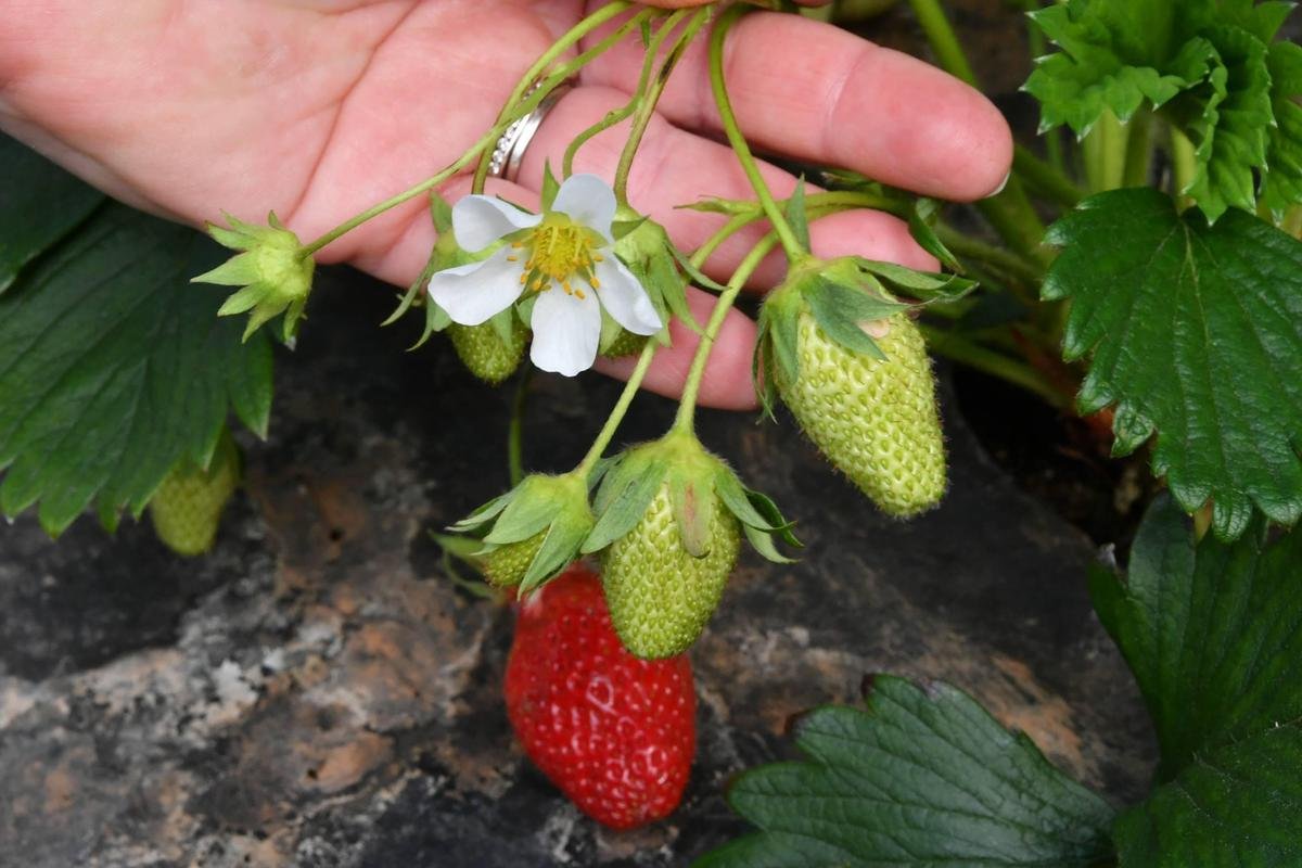 La fraise gariguette fait son retour dans le Catalogue officiel des variétés françaises