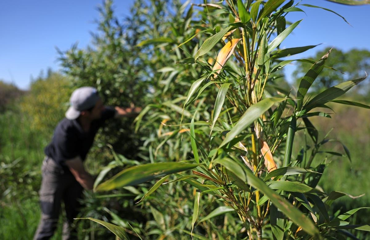 Agriculture : l’émergence des cultures non-alimentaires