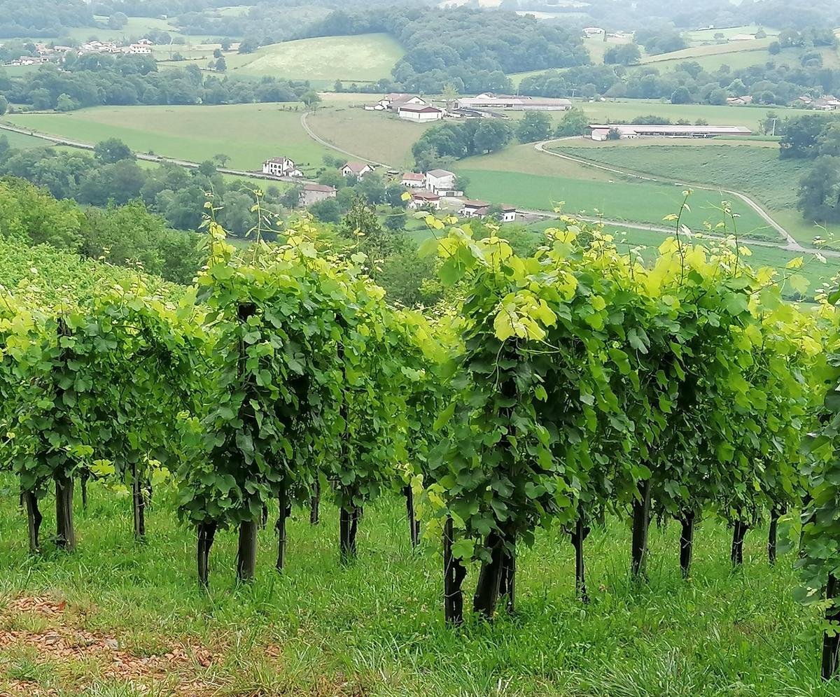 Vins d’Irouléguy : la grêle frappe une partie du vignoble