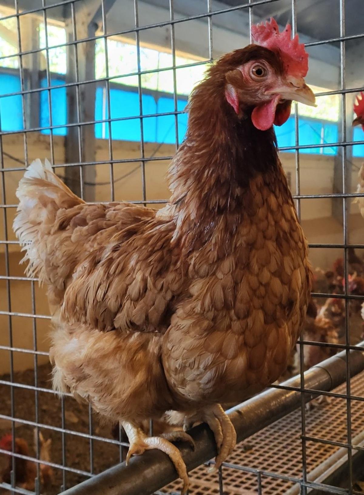 Lapouyade : des centaines de poules sont à adopter