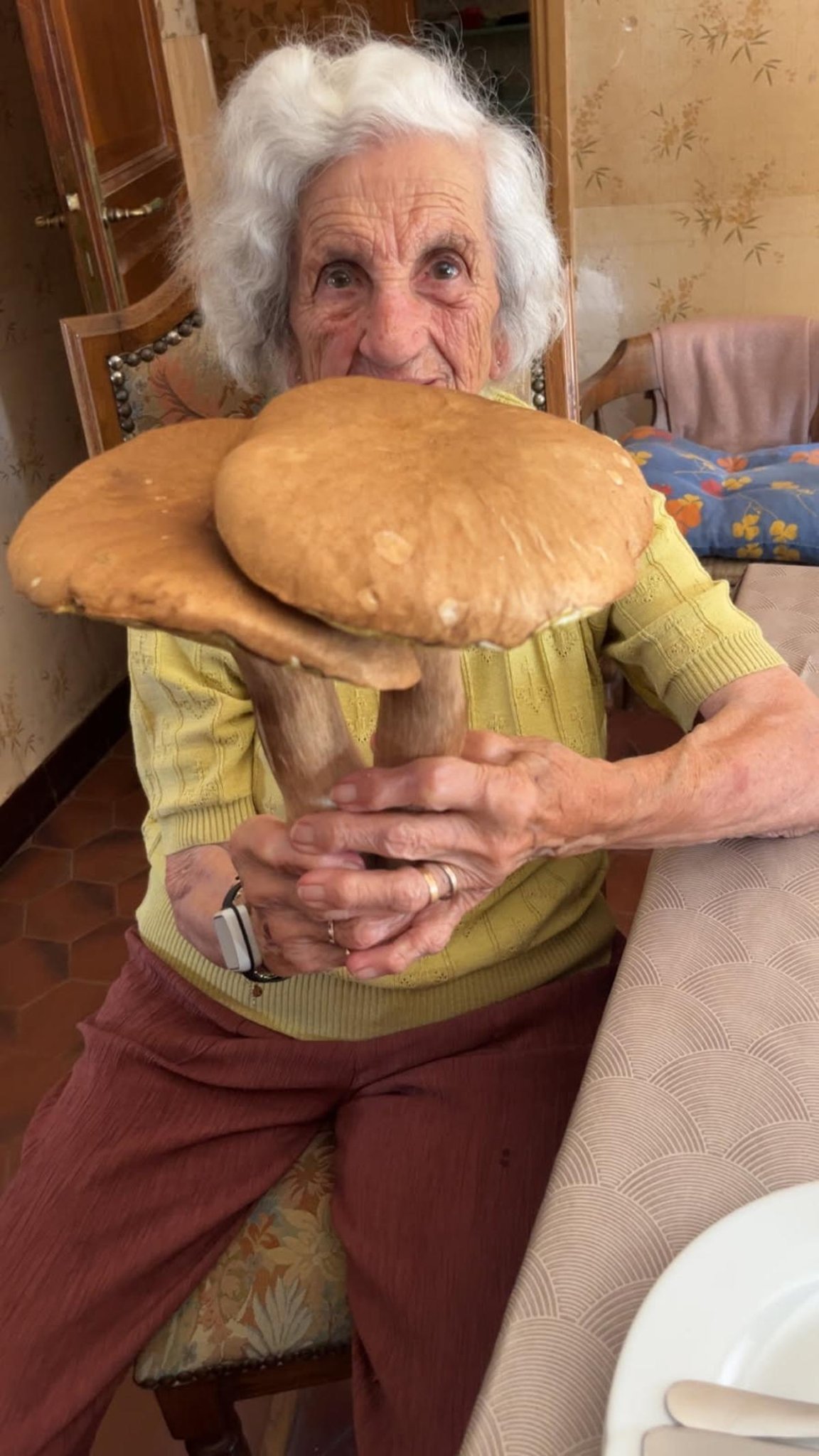 Pays basque : deux cèpes pesés à 2,4 kilos à Ustaritz, et vous, où sont vos coins préférés ?