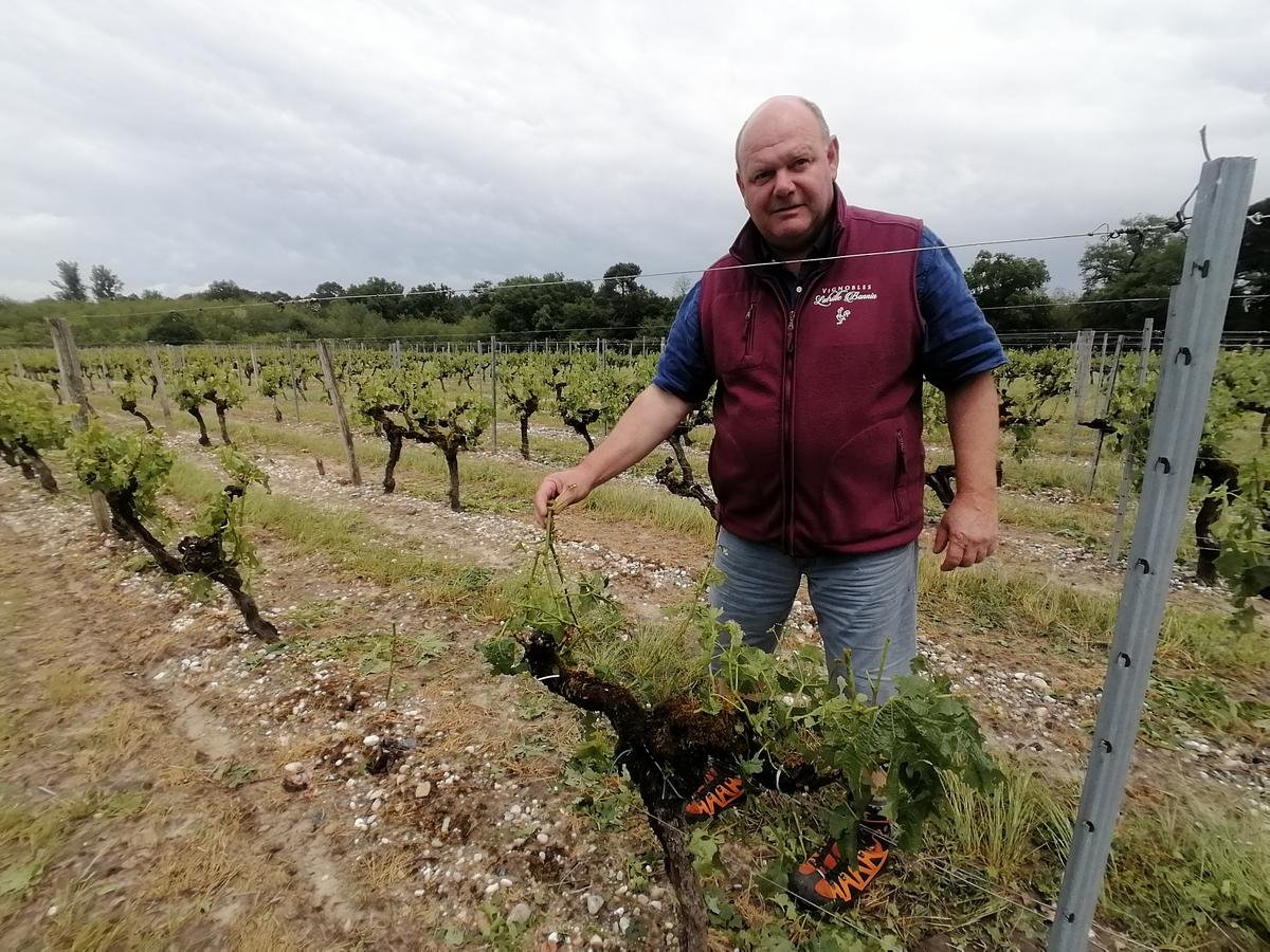 « Ça a été bref mais apocalyptique » : en Gironde, l’orage de grêle a fait du mal à la vigne