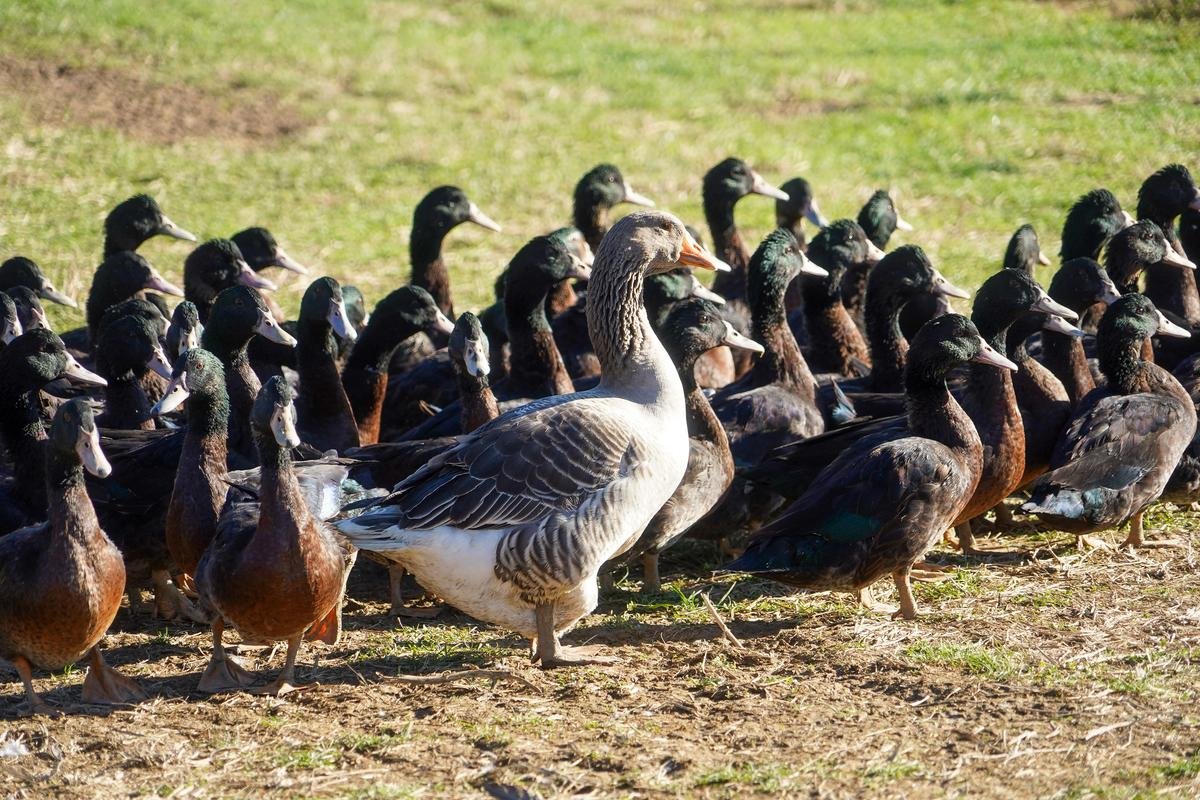 Pays basque : l’opération de sauvetage du canard Kriaxera récompensée par un prix national