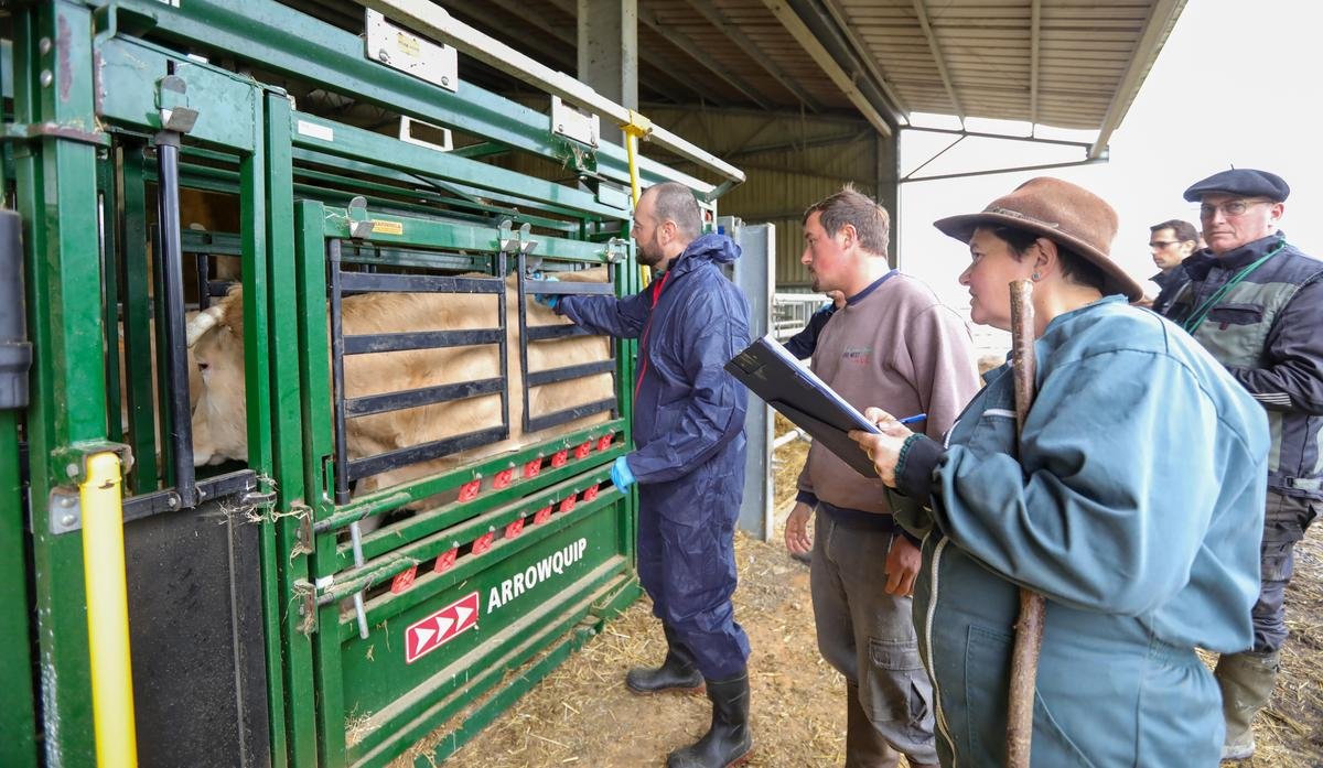 Dermatose bovine. « C’est un sacré soulagement » : dans les Landes, la course pour vacciner 34 000 bêtes est lancée