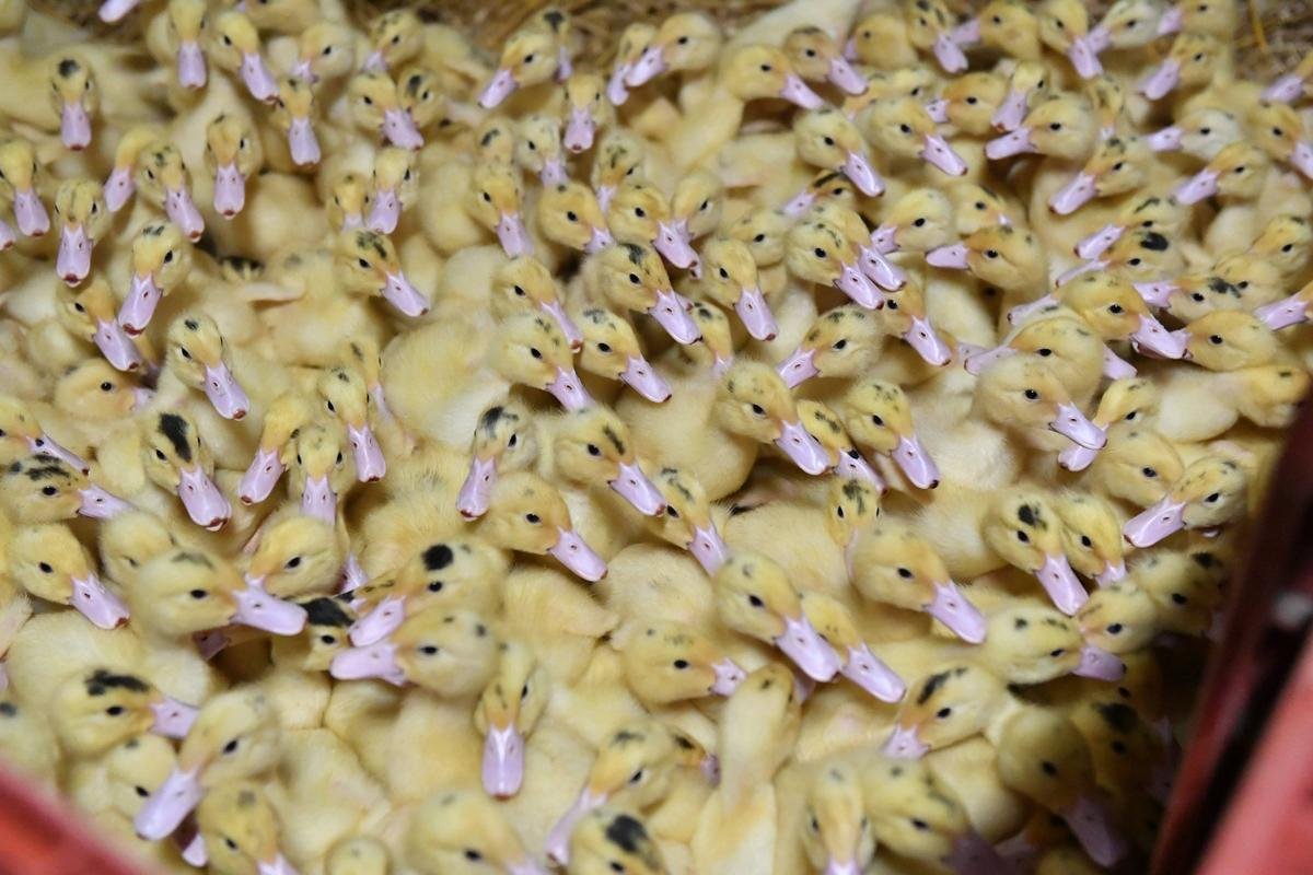 Grippe aviaire en Dordogne : 22 communes placées en restriction après la découverte d’un foyer dans un élevage de canards