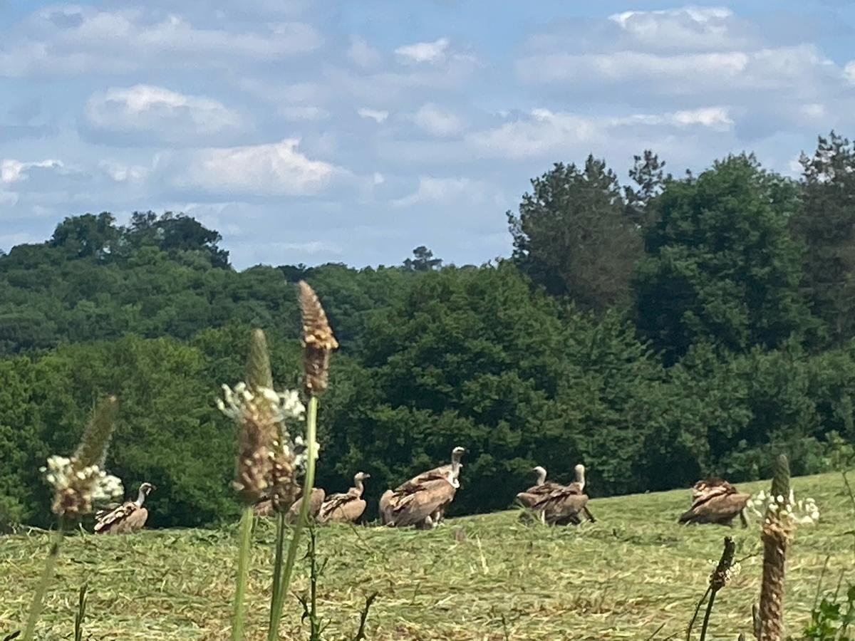 Landes : treize vautours fauves aperçus dans une prairie du Tursan