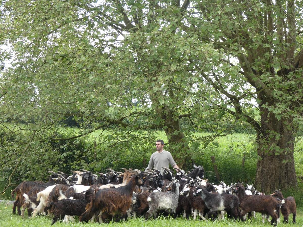 Pays basque. « Pendant longtemps, elle a eu mauvaise réputation » : ils déclinent leur amour pour la chèvre des Pyrénées, du champ à l’assiette