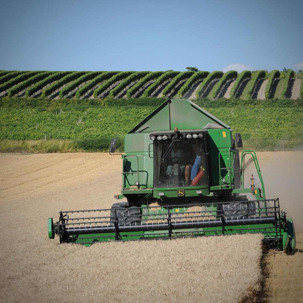 Récolte de blé en France : l’embellie attendue masque les difficultés persistantes des agriculteurs