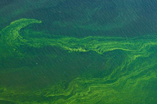 Lot-et-Garonne : suspicion de cyanobactéries dans certaines eaux