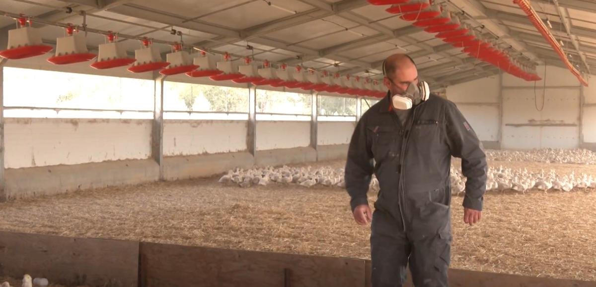 Grippe aviaire en Gironde : un foyer détecté dans le Médoc, les éleveurs restent vigilants