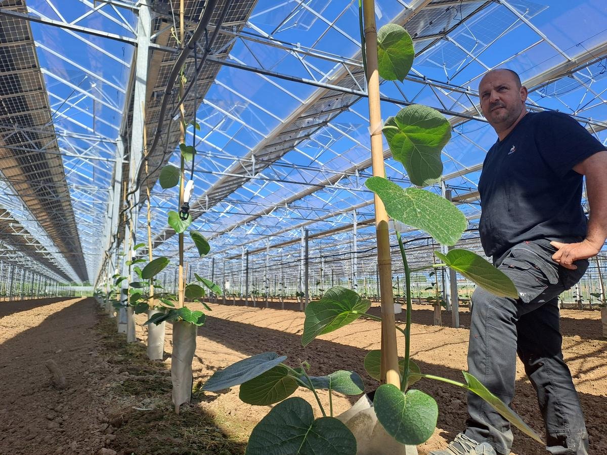Agriculture en Lot-et-Garonne : « Sous la serre, 90 % des problèmes liés à la météo sont réglés »