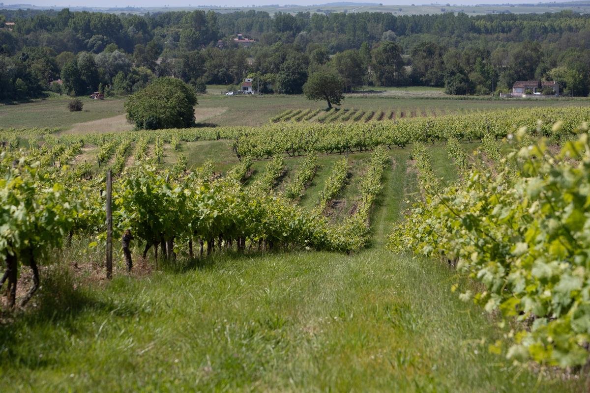 Saintes Grandes Rives apporte son soutien à la filière du cognac
