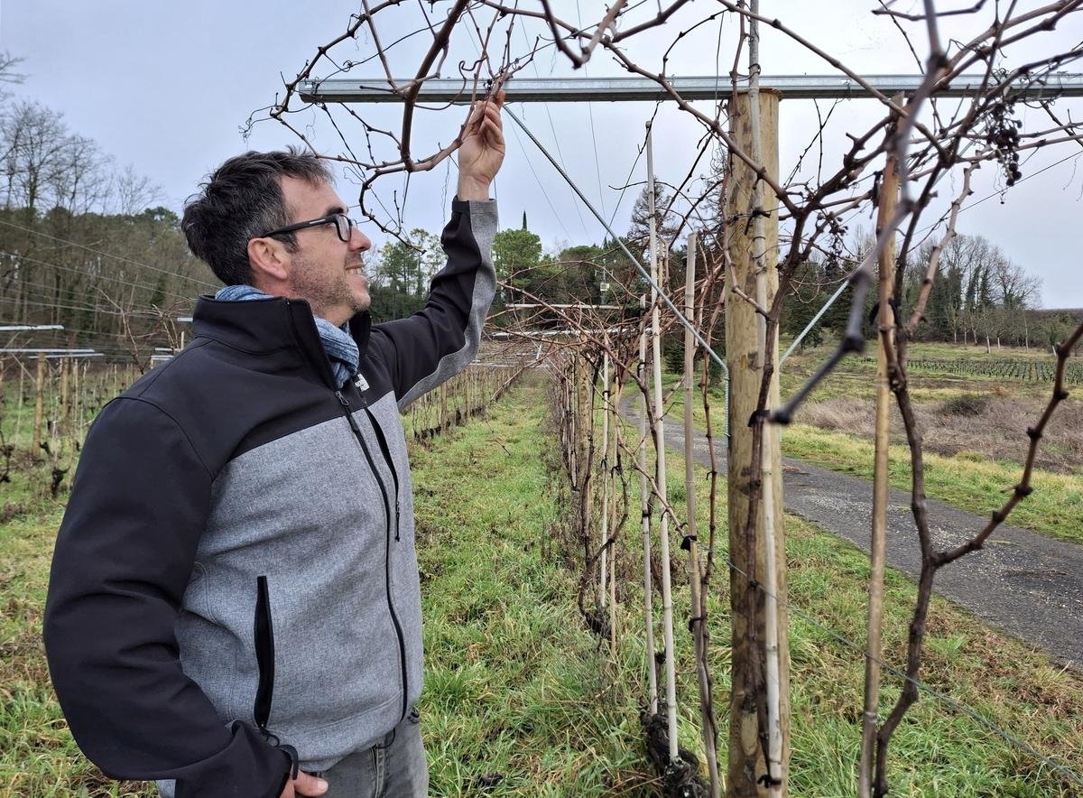« Une technique ancestrale qui avait disparu de l’appellation » : en Gironde, il expérimente la vigne en pergola pour une cuvée 100 % merlot
