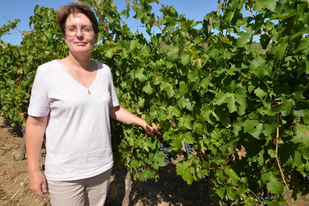 Arrachage des vignes : en Dordogne, une grosse saignée pour « se concentrer sur ce qui se valorise le mieux »