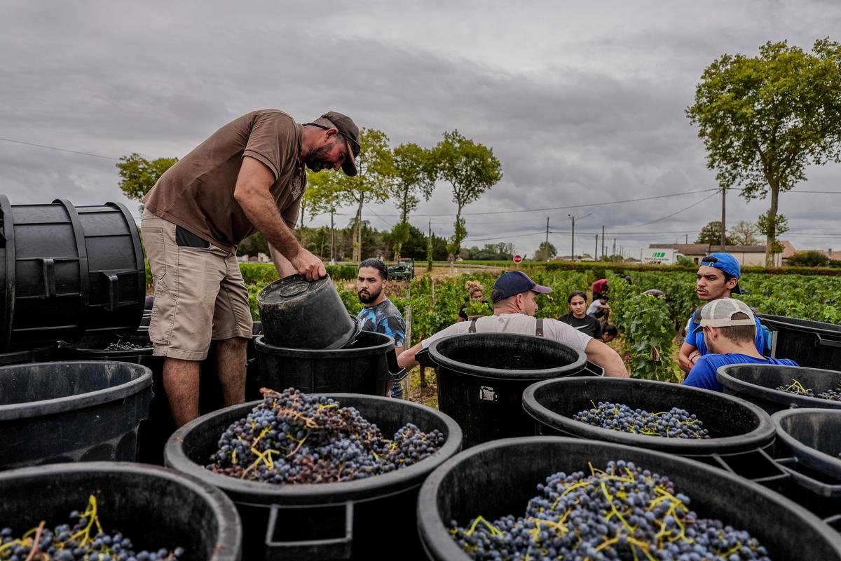 Vendanges Gironde : la qualité est là, les volumes non