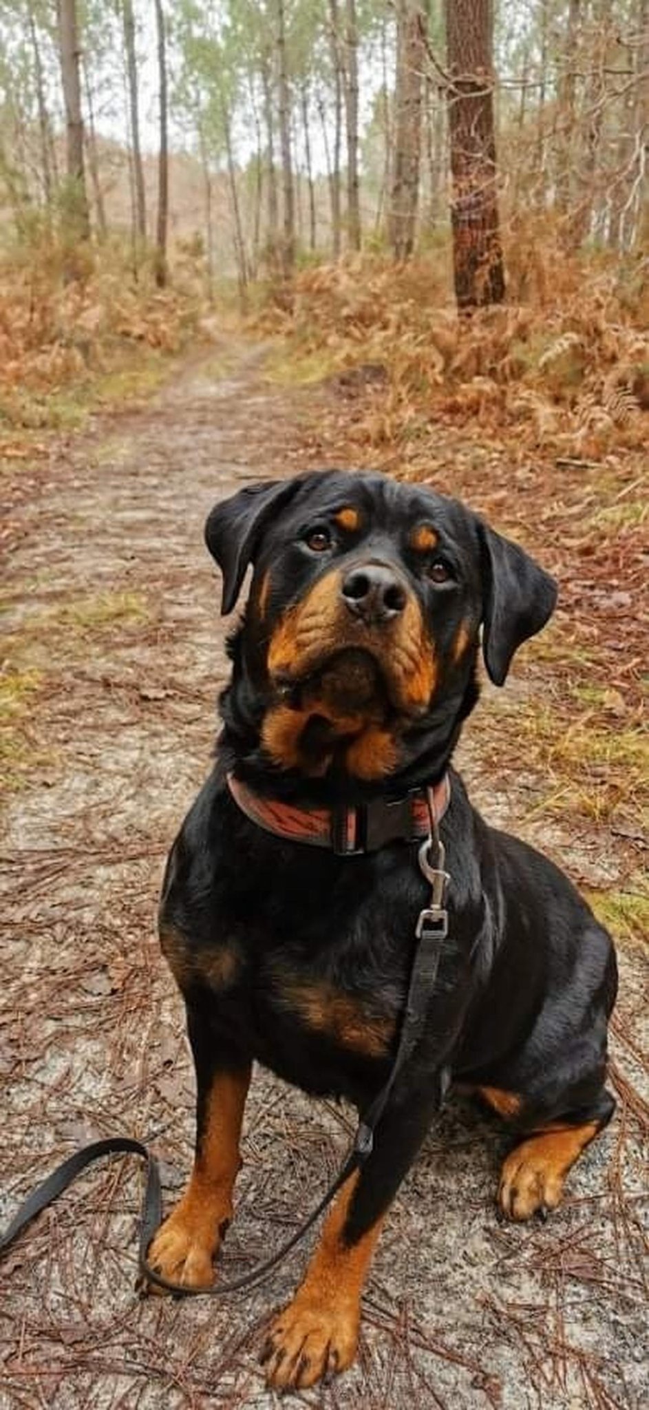 Ils retrouvent le corps de leur chienne criblé de plombs, un habitant du Sud-Gironde interpellé pour acte de cruauté