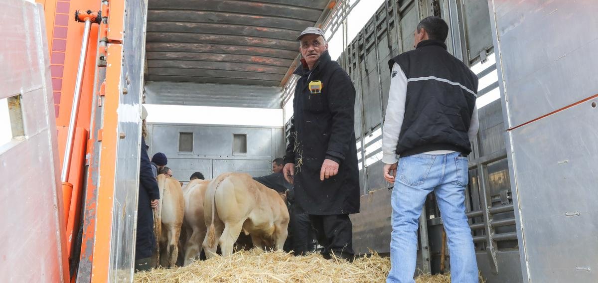 Des Landes au Salon de l’agriculture : « Ne pas brusquer les bêtes durant leur voyage, c’est fondamental »