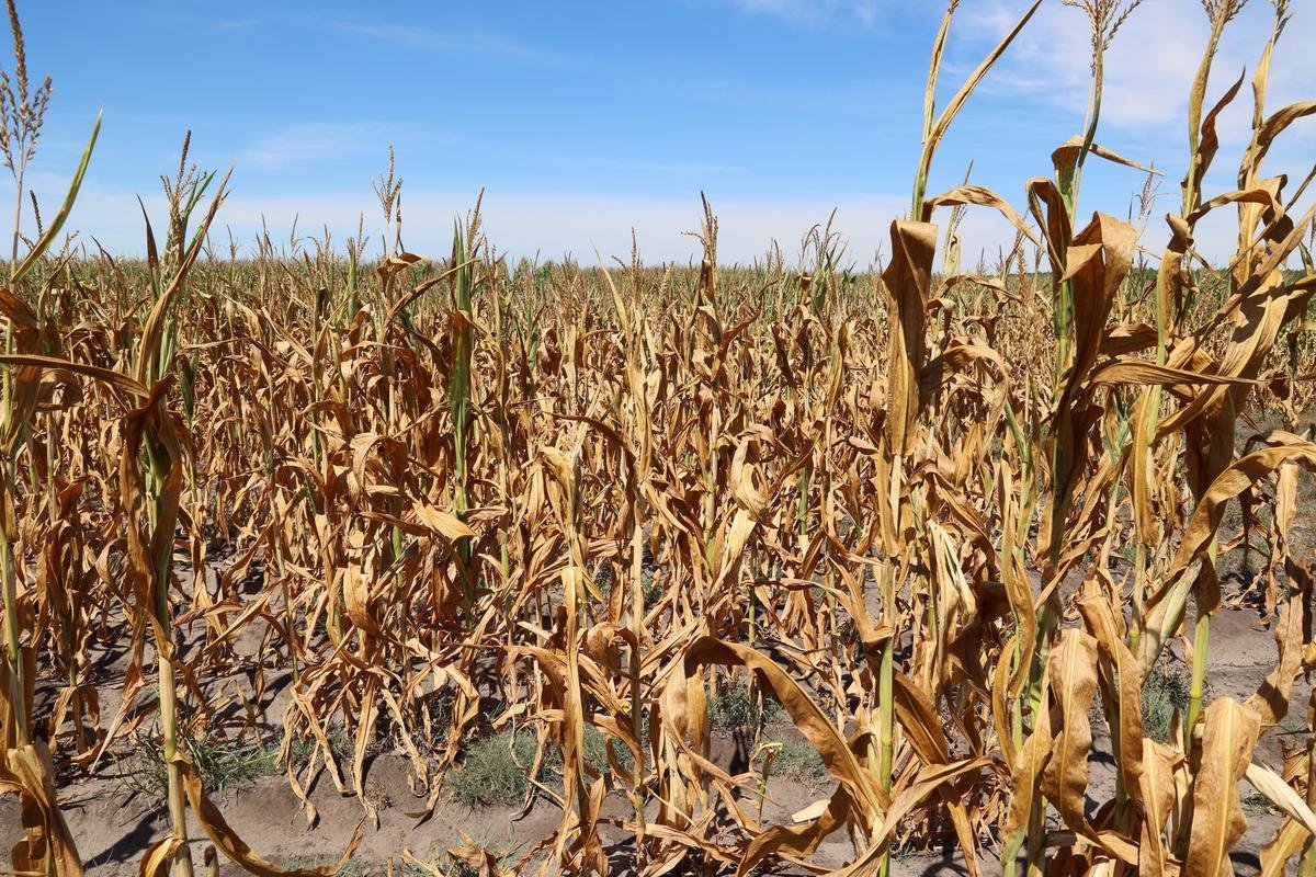« On est en première ligne du dérèglement climatique » : la FDSEA et les JA 47 demandent la reconnaissance de l’état de calamité agricole pour la sécheresse