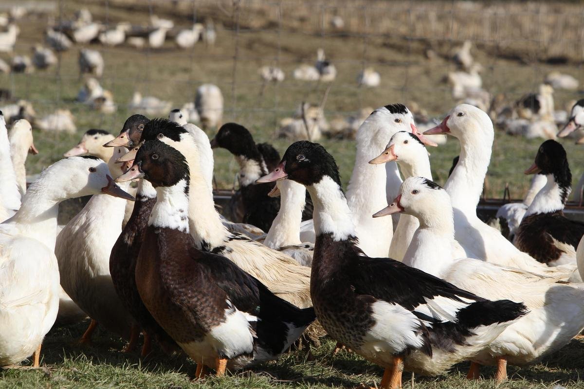 Grippe aviaire : l’Angleterre interdit les marchés et les foires aux volailles
