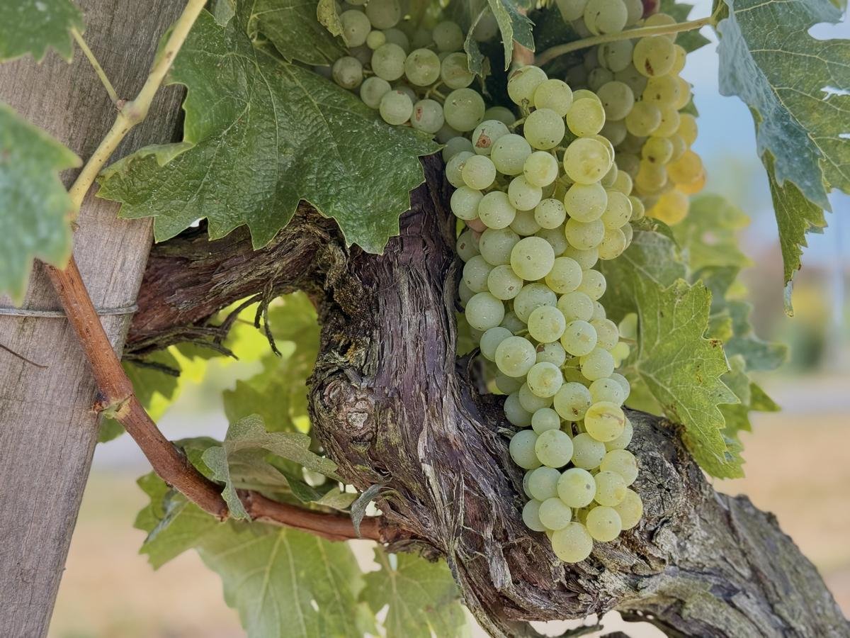 Vignoble du cognac : le raisin mûrit vite, les vendanges 2025 seront précoces