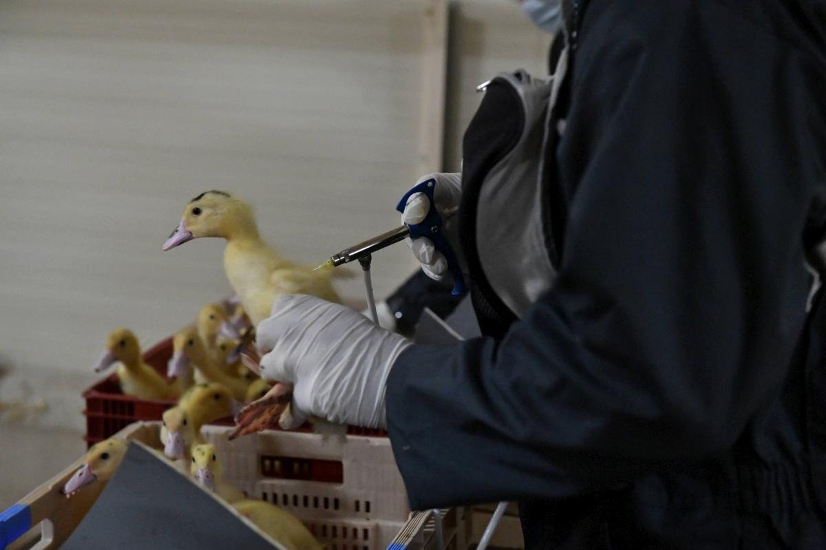 Grippe aviaire en Dordogne : une aide financière pour refaire vacciner les canards