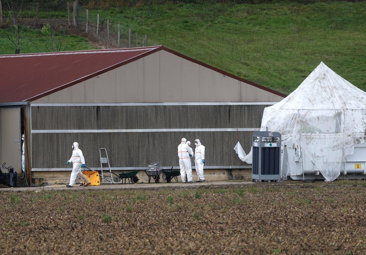 Polémique autour de la grippe aviaire en Dordogne : le président de la Chambre d’agriculture s’insurge contre la gestion de la crise