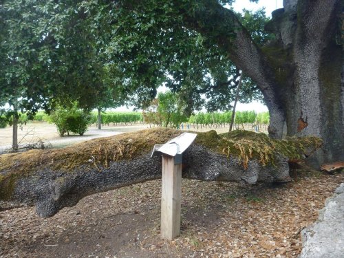 Charente : le chêne vert de François-Ier a perdu une belle branche