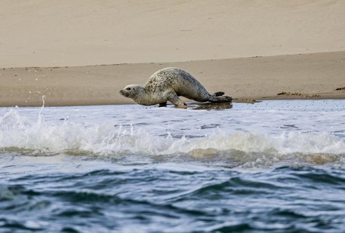 Bassin d’Arcachon : un jeune phoque observé sur le banc du Toulinguet