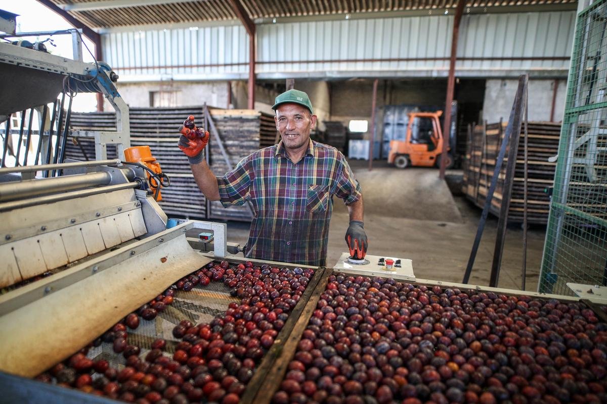 « On vit la même chose que la noisette » : la filière pruneau d’Agen vent debout contre l’interdiction de produits phytosanitaires