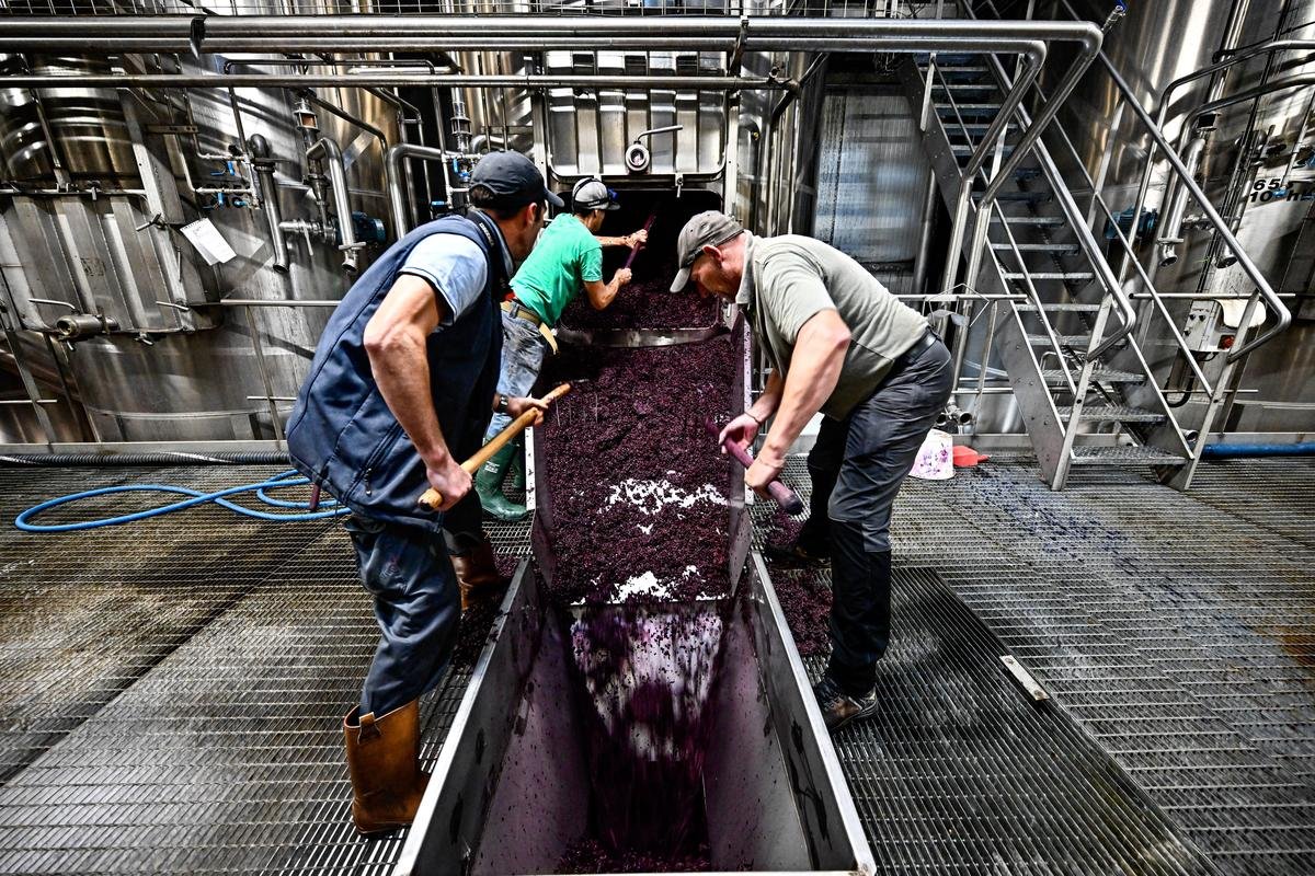Vin en Lot-et-Garonne : A l’heure des vendanges, dans les entrailles du chai de la cave Berticot