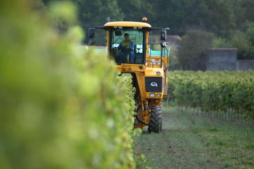 Vignoble du cognac : la récolte 2022 un peu plus généreuse que prévu