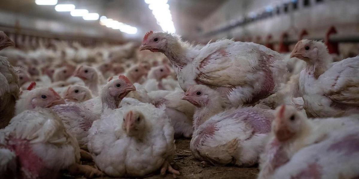 « Vous n’avez aucun respect pour le travail d’un petit producteur » : le coup de gueule d’un éleveur après le vol de ses poulets